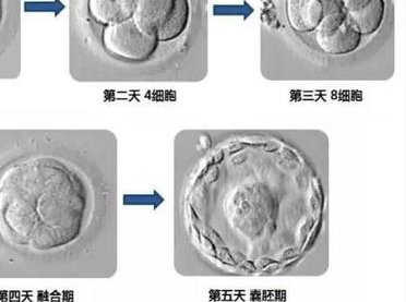 广州试管医院前十排名，需综合考虑